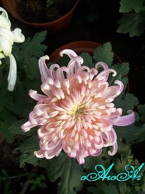 �ջ����ÿ�ާ 012.jpg