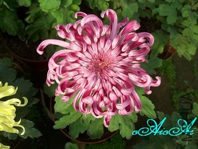 �ջ����ÿ�ާ 013.jpg