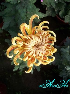 �ջ����ÿ�ާ 010.jpg