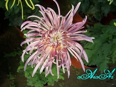 �ջ����ÿ�ާ 019.jpg