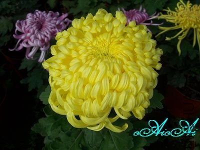 �ջ����ÿ�ާ 017.jpg