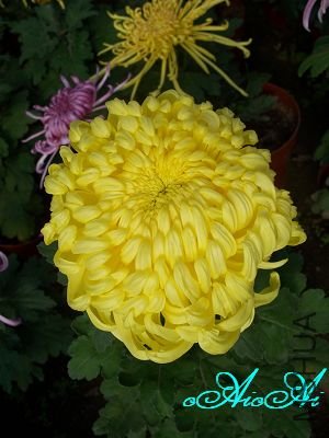 �ջ����ÿ�ާ 018.jpg