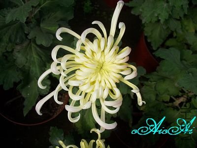 �ջ����ÿ�ާ 016.jpg