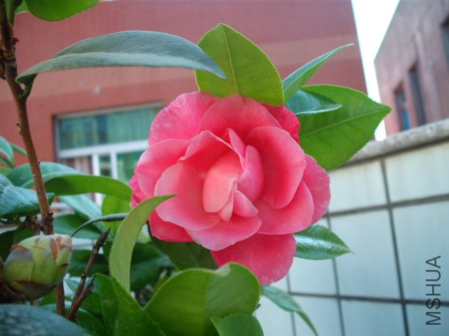 ţ���µ�ʯ