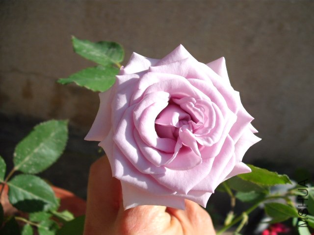 ����֮��