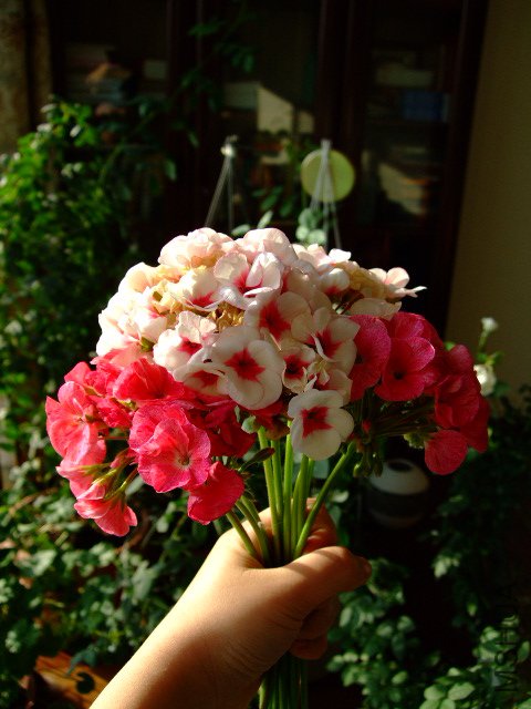 DSCF0256.JPG