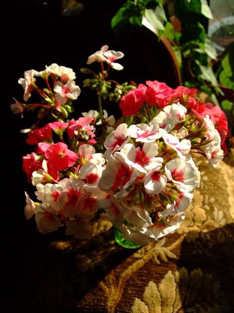 DSCF0259.JPG