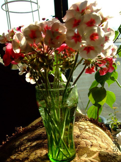 DSCF0260.JPG
