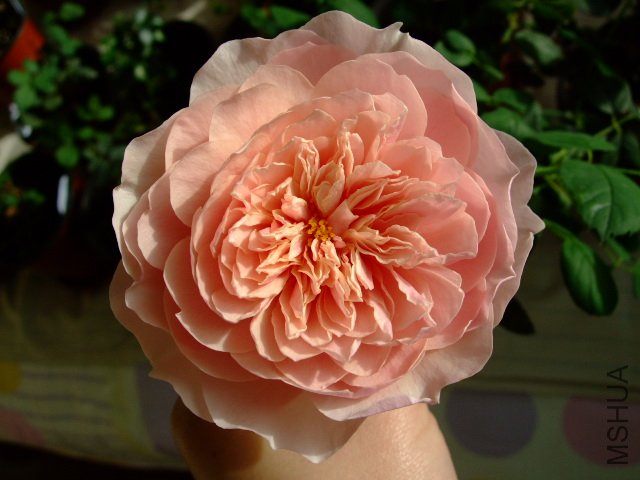 DSCF0248.JPG
