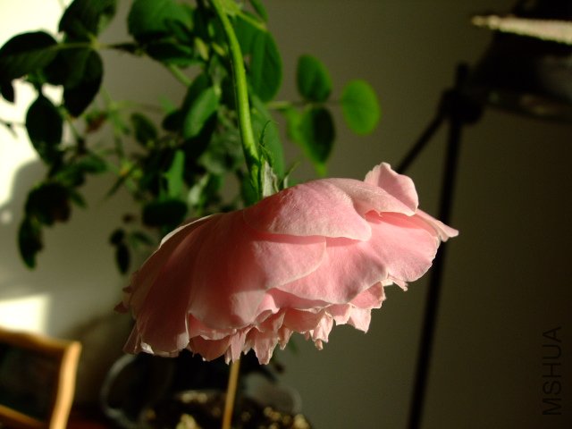 DSCF0253.JPG