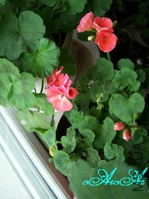 �ջ����ÿ�ާ 003.jpg