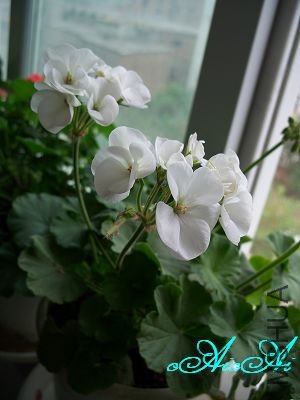 �ջ����ÿ�ާ 005.jpg