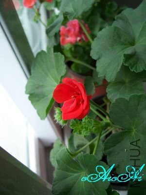 �ջ����ÿ�ާ 009.jpg