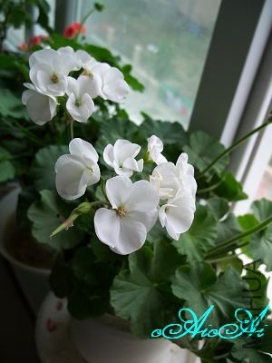 �ջ����ÿ�ާ 006.jpg