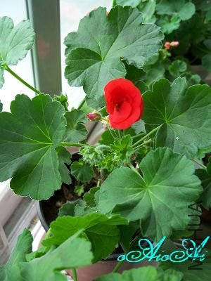 �ջ����ÿ�ާ 010.jpg