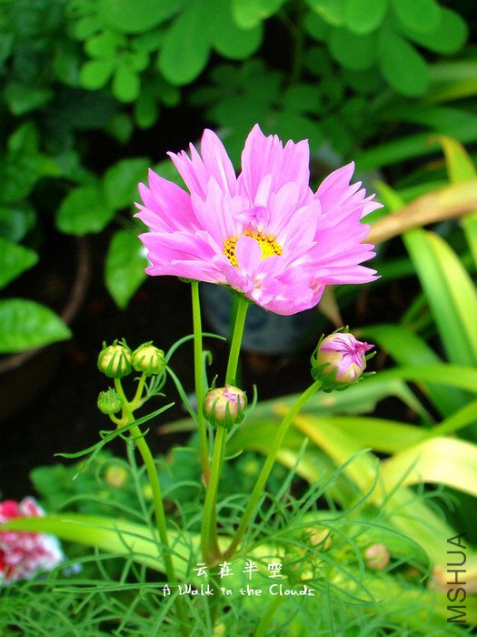 DSC05270s.jpg