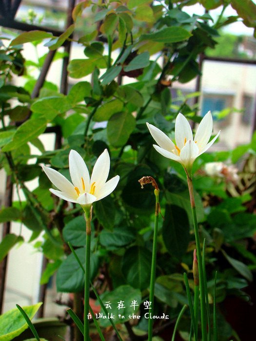 DSC04522s.jpg