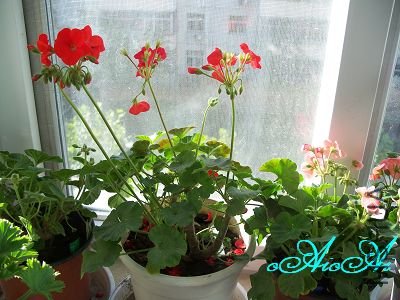 �ջ����ÿ�ާ 042.jpg