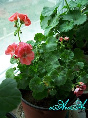 �ջ����ÿ�ާ 011.jpg