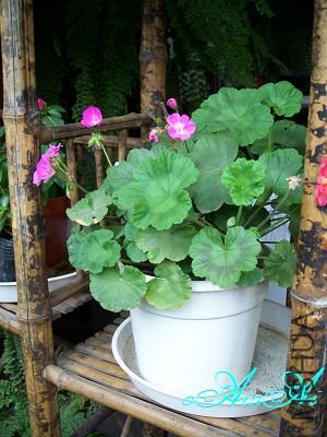 �ջ����ÿ�ާ 013.jpg