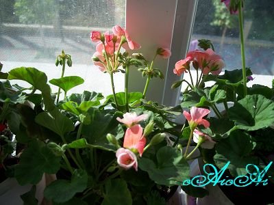 �ջ����ÿ�ާ 043.jpg