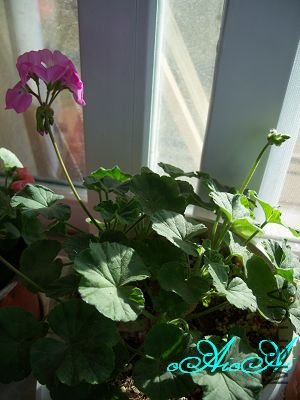 �ջ����ÿ�ާ 047.jpg