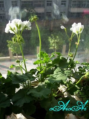 �ջ����ÿ�ާ 044.jpg