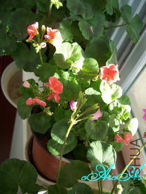 �ջ����ÿ�ާ 046.jpg