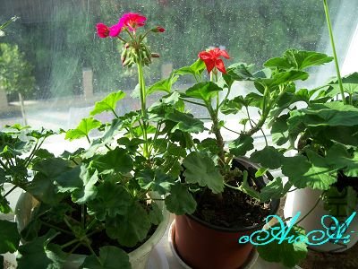 �ջ����ÿ�ާ 045.jpg
