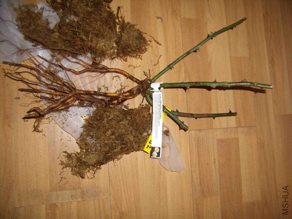 2010_1204-05.jpg