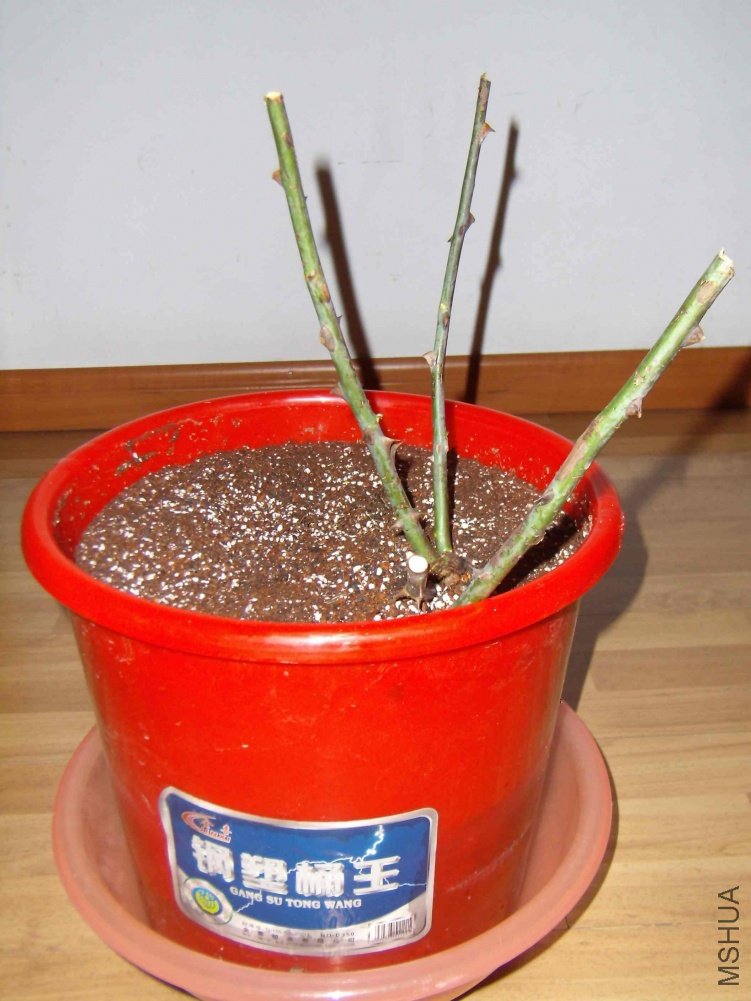 2010_1204-09.jpg