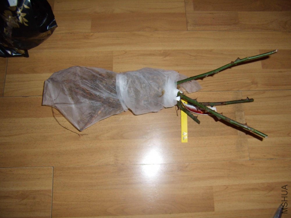 2010_1204-04.jpg