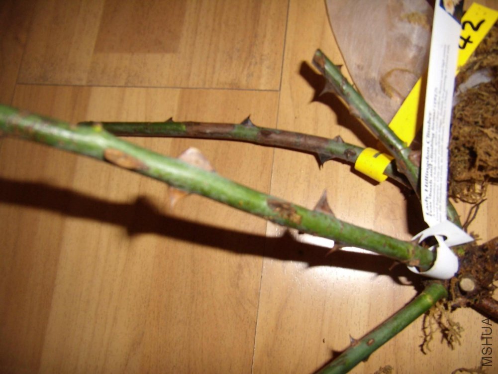 2010_1204-06.jpg