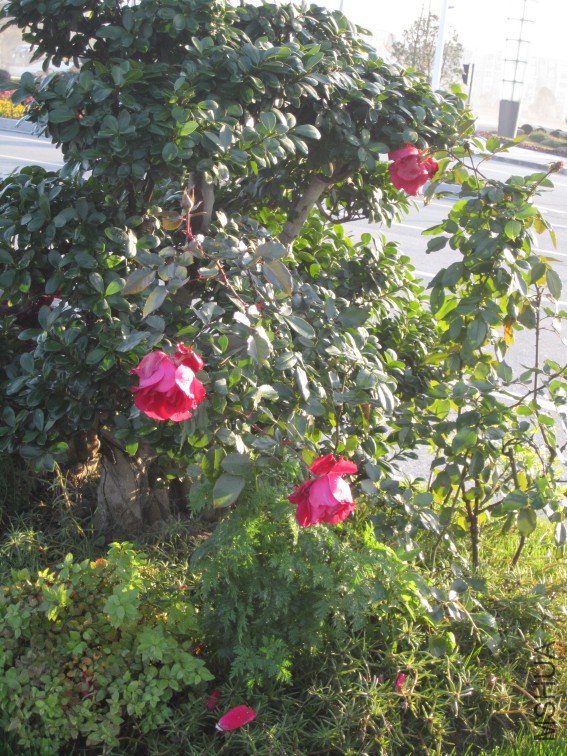 IMG_1820_conew1.JPG