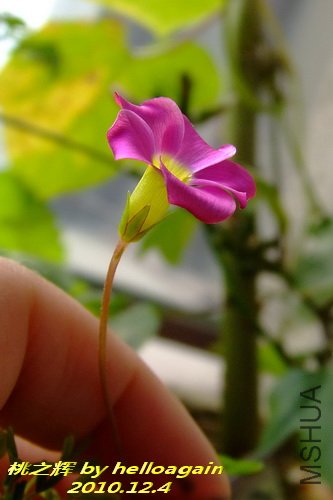 ��֮��2010��12��4�� 2.jpg