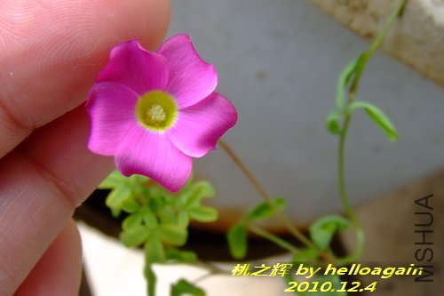 ��֮��2010��12��4�� 3.jpg