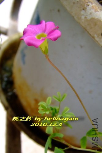 ��֮��2010��12��4�� 4.jpg