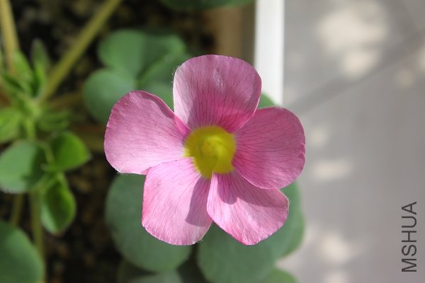purpurea pale pink01.jpg