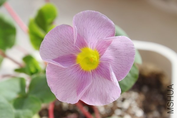 purpurea lavender.jpg