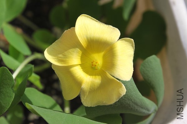 purpurea yellow01.jpg