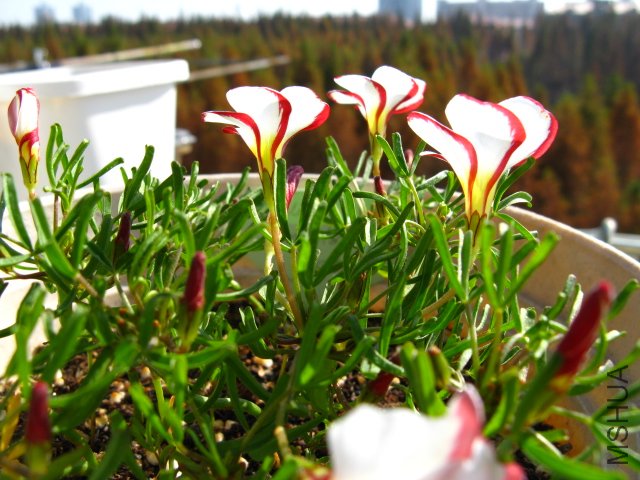 ò�ƻ��кü�������������