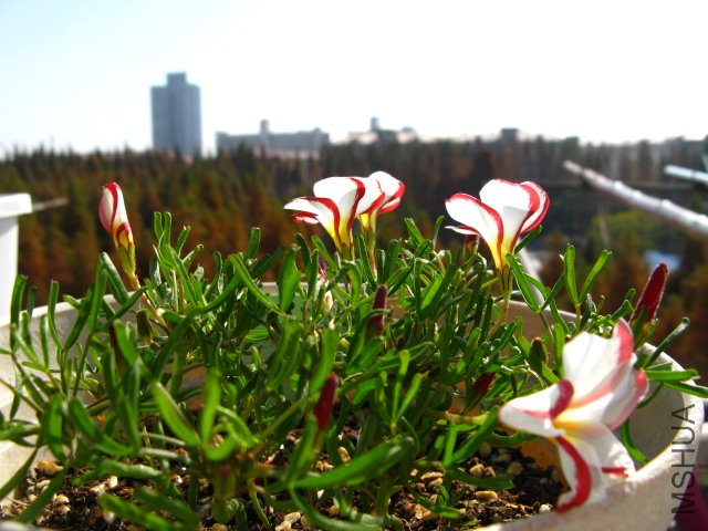 ������һ����1...2...3...