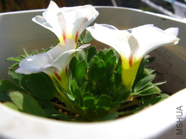 ����Oxalis haworthioges���ҵ��·������ǲ��Ǻ�Ư����