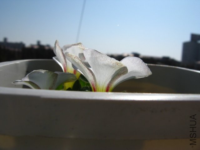 ͵͵��̽��ͷ...