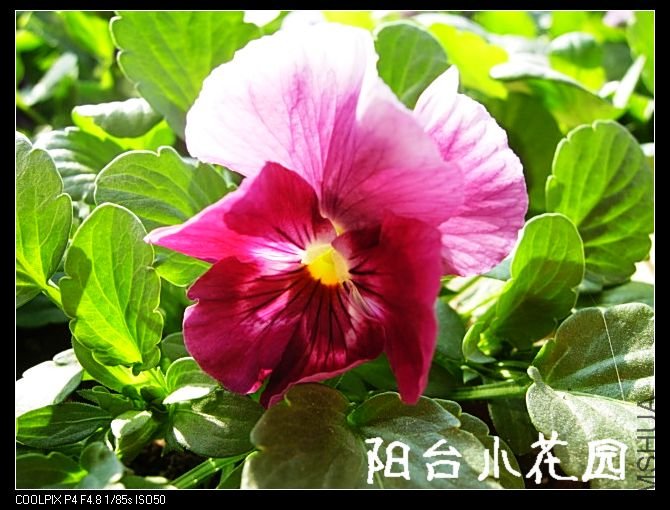 DSCN8520.JPG