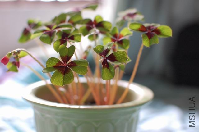 ������С DSC_0005.JPG