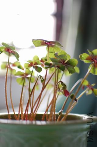 ������С ��ת DSC_0010.JPG