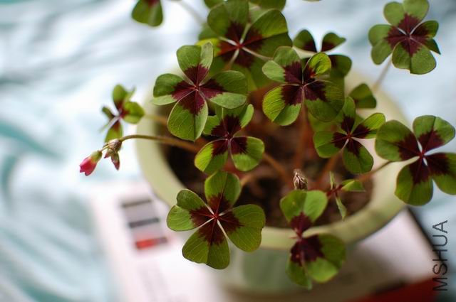 ������С DSC_0022.JPG