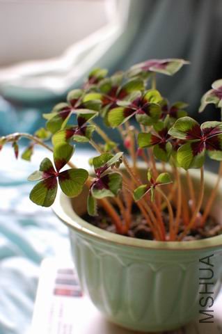 ������С ��ת DSC_0014.JPG