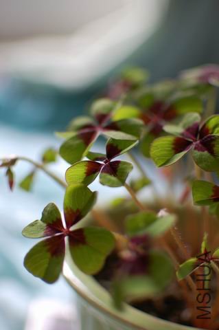 ������С ��ת DSC_0021.JPG